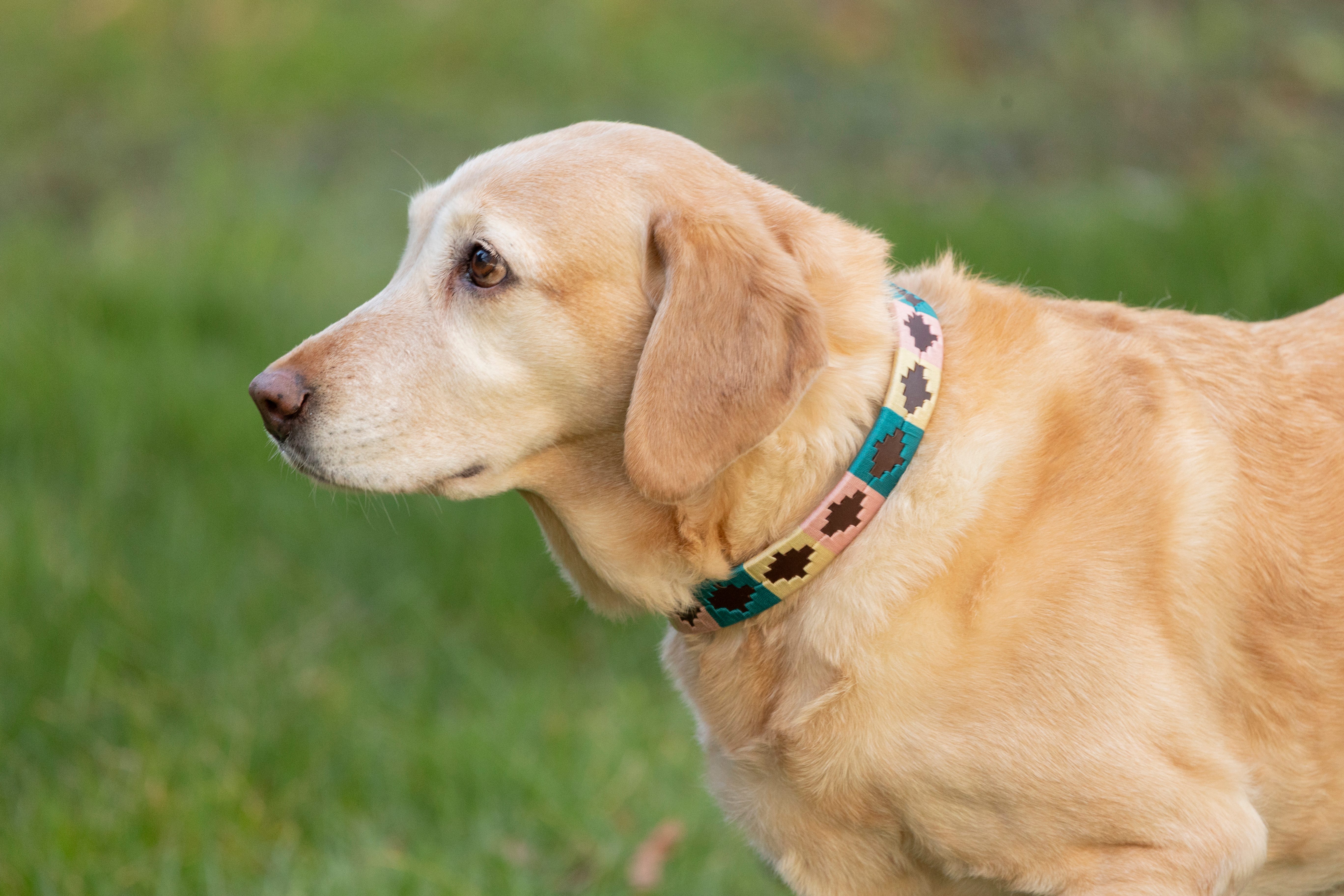 Benji &amp; Flo Sublime Polo Leather Dog Collar image 12